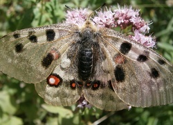 Oryginalny obrazek
