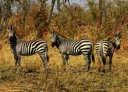 Oryginalny obrazek
