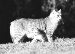 Szary + Sepia