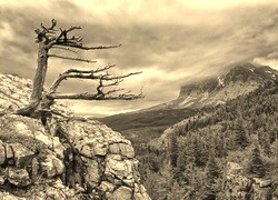 Szary + Sepia