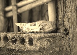 Szary + Sepia