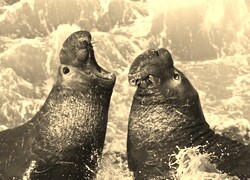 Szary + Sepia