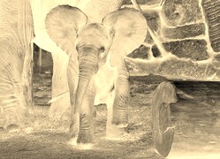 Sepia + Negatyw