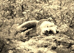 Szary + Sepia