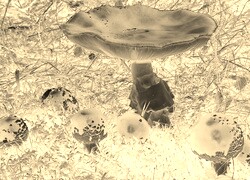 Sepia + Negatyw