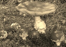 Sepia