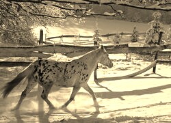 Szary + Sepia