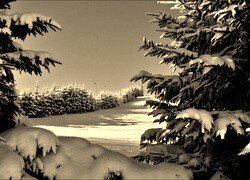 Szary + Sepia