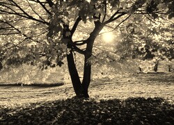 Sepia