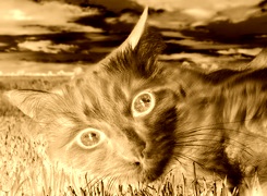 Sepia + Negatyw