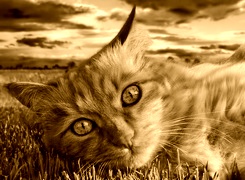 Sepia