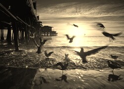Szary + Sepia