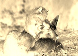 Sepia + Negatyw