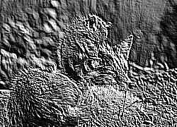 Skamielina