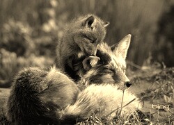 Szary + Sepia