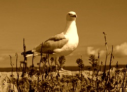 Sepia
