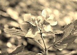 Szary + Sepia