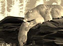 Sepia + Negatyw