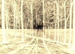 Sepia + Negatyw