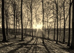 Szary + Sepia