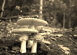 Sepia