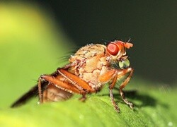 Oryginalny obrazek