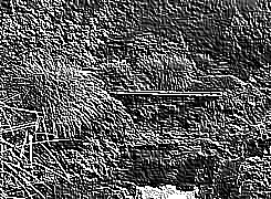 Skamielina