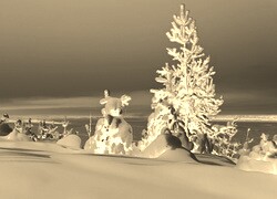 Sepia + Negatyw