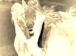 Sepia + Negatyw