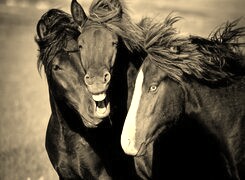 Szary + Sepia