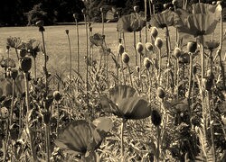 Szary + Sepia
