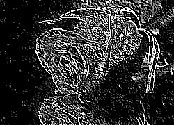 Skamielina