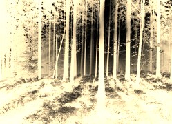Sepia + Negatyw
