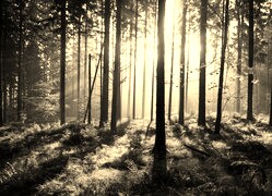 Szary + Sepia