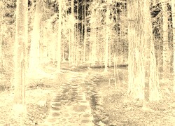 Sepia + Negatyw