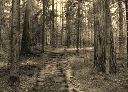 Szary + Sepia