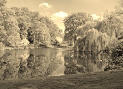 Szary + Sepia