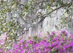 Oryginalny obrazek