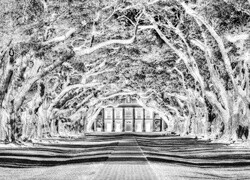 Szary + Negatyw