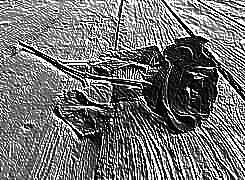 Skamielina