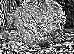 Skamielina