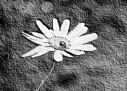 Skamielina