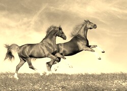 Szary + Sepia