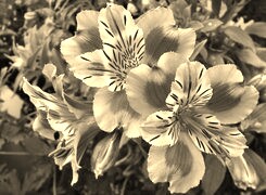 Szary + Sepia