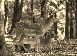 Szary + Sepia