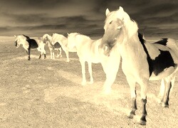 Sepia + Negatyw