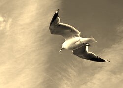 Szary + Sepia