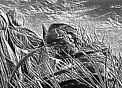 Skamielina