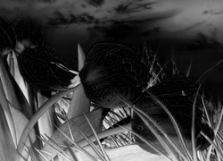 Szary + Negatyw
