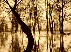Sepia